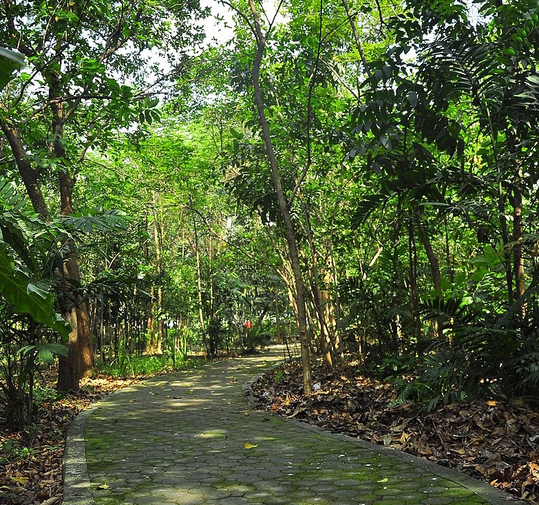 Arrocerros Forest Park, also known as the “Last Lung of Manila” ADRIAN BIBLANIAS