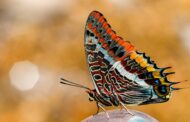 THE PROVERBIAL BUTTERFILES